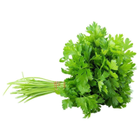 Coriander Bunch